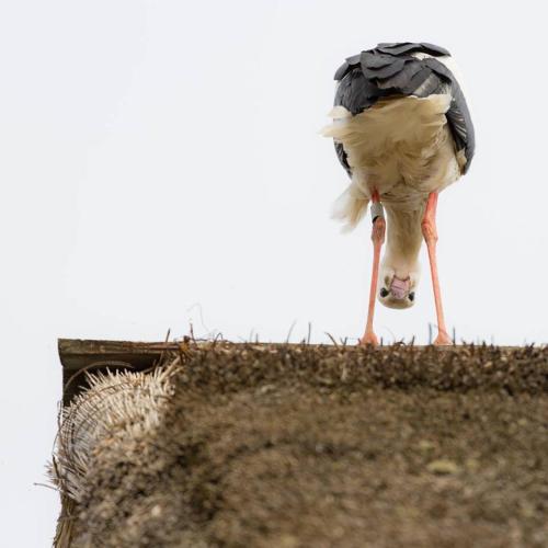a bird standing on top of a building at Le p'tit coin de chez nous in Dambach-la-Ville