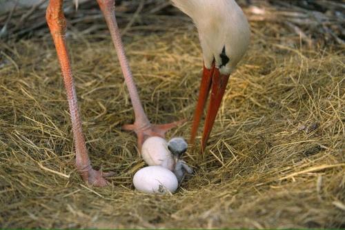 a bird with two eggs in the grass at Le p'tit coin de chez nous in Dambach-la-Ville