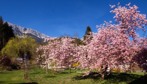a tree with pink flowers on it in a field at Pension Aloisia in Scheffau am Wilden Kaiser