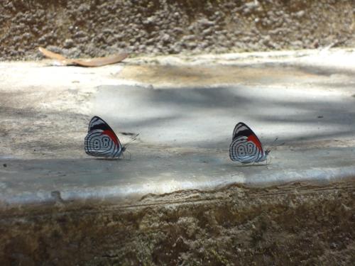 two butterflies are standing on the ground at Casa de campo vacacional "Tres Soles" en Xico, Veracruz in Xico