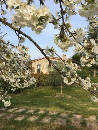 un albero con fiori bianchi di fronte a una casa di Agricola Caicucci a Montone