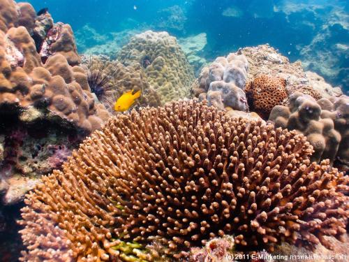a coral reef with a yellow fish in the ocean at Fisherman's Hut , ขนำชาวเลโฮมสเตย์ in Pak Meng