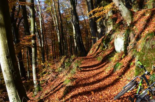 a trail in the woods with leaves on the ground at Berdorfer Eck - Bed&Breakfast in Berdorf