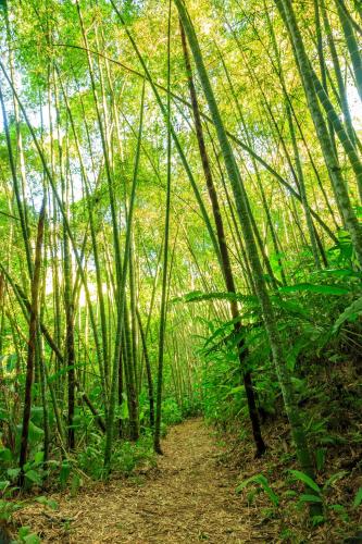 a path through a bamboo forest in the jungle at Finca la Flor del Café in Quimbaya