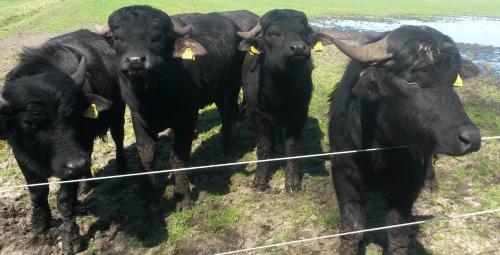 a group of black cows standing next to a fence at Gastenverblijf 't Nagtegaeltje in Sint-Oedenrode