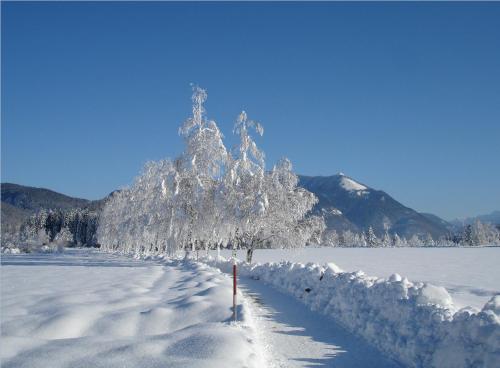 a tree covered in snow next to a snow covered field at Hoferbauergut in Strobl