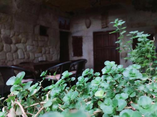 a green plant in front of a building at Naturels Cave House in Ürgüp