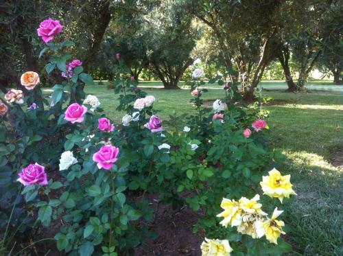 a group of colorful flowers in a park at Riad Sidi Hicham in Marrakech