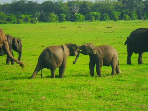 a group of elephants standing in a field at River Retreat Sigiriya in Sigiriya