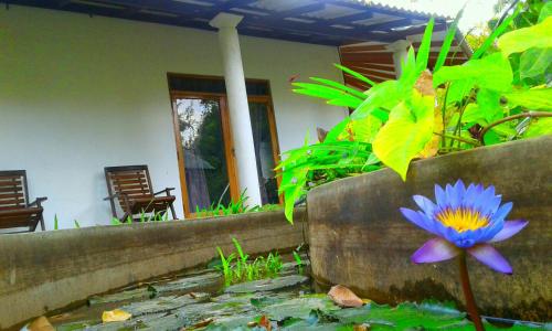 a purple flower in a pond in front of a house at River Retreat Sigiriya in Sigiriya