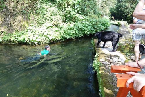 a dog standing in the water with a person in it at Casa de campo vacacional "Tres Soles" en Xico, Veracruz in Xico