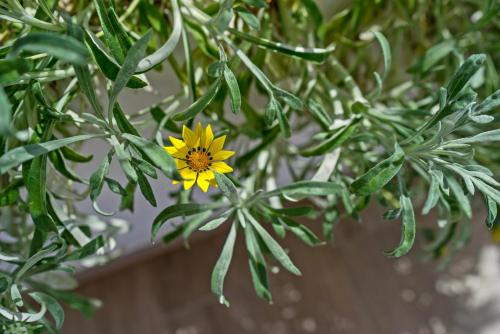 a yellow flower is hanging from a tree at Casa Sofia, By Hellocrete in Spílion