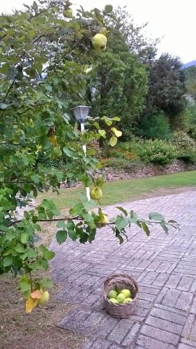 a basket of fruit sitting next to a tree at B&B Villa Ada in Formia