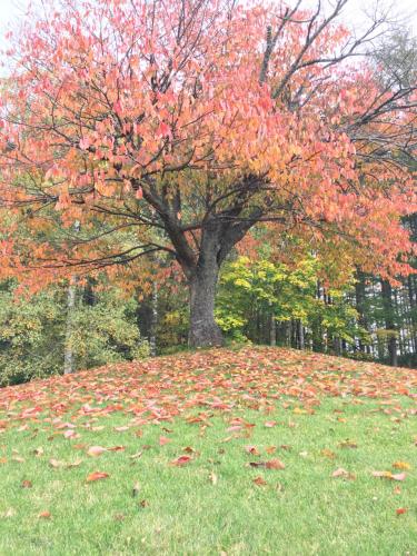 a tree in a field with leaves on the grass at Ohisama House in Rusutsu