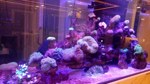 a fish tank filled with lots of colorful coral at B-your home Hotel Don Mueang Airport Bangkok 如你家酒店 in Bangkok