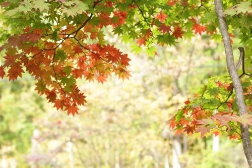 a tree with red and green leaves on it at Nakaodaira in Takayama