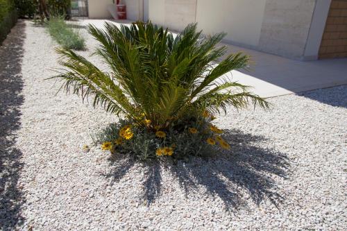 a palm tree sitting on top of a pile of gravel at Casa Prima Fila Mare in Porto San Giorgio