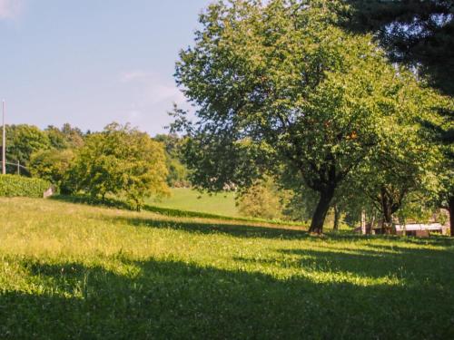 a tree in the middle of a grass field at Casa Vacanza Pratolungo in Zogno
