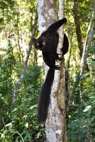 a black cat sitting on the side of a tree at Remo e Berenice in Nosy Komba