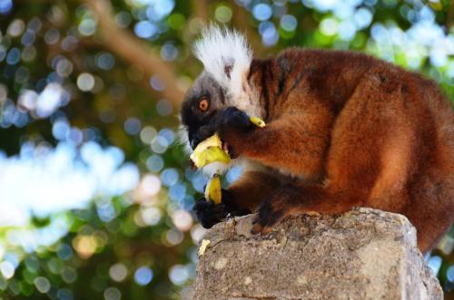 a squirrel sitting on a rock eating a banana at Remo e Berenice in Nosy Komba