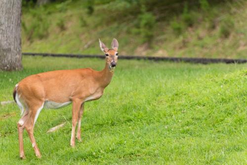 a gazelle standing in a field of grass at Carter Caves State Resort Park in Olive Hill