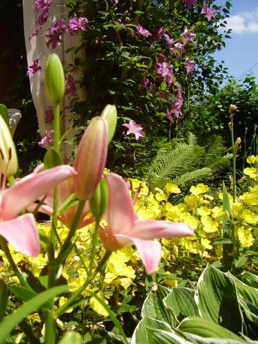 a close up of a pink flower in a garden at Ranczo w Dolinie Karpia - blisko "Energylandii" Zator in Spytkowice