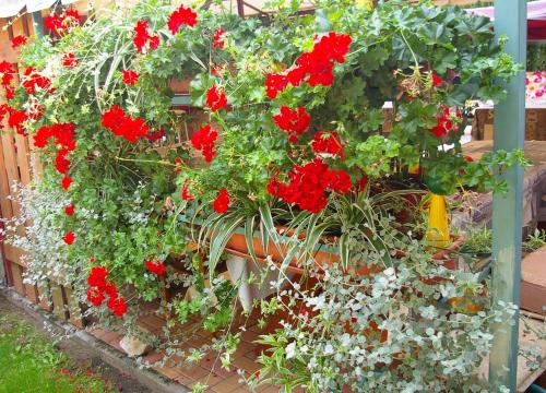 a bunch of red flowers in a garden at Unicum Vendégház in Abádszalók