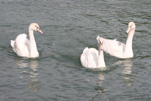 three white swans swimming in the water at Borgo Cà dei Sospiri in Quarto dʼAltino