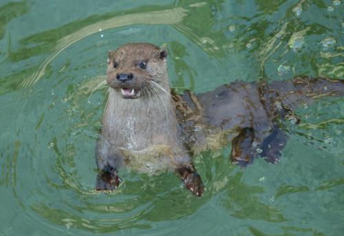 a otter standing in the water in the water at Can Batlló, entorno acojedor y romántico in Molló