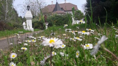 a field of flowers in front of a house at B&B Villa Pipacs in Feketić