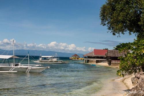 a group of boats docked in a body of water at D´Gecko Hotel in Moalboal