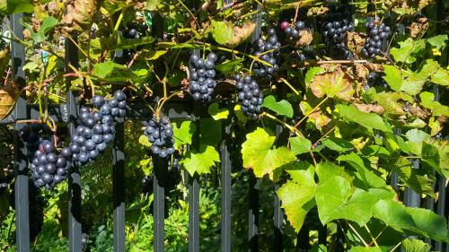 a bunch of grapes hanging from a fence at Willa Reglówka Stylowy dom Pachnący ogród in Wola Krakowiańska