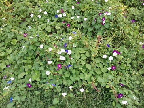 a garden with white and purple flowers and green plants at Kasbah Izoran in Midelt