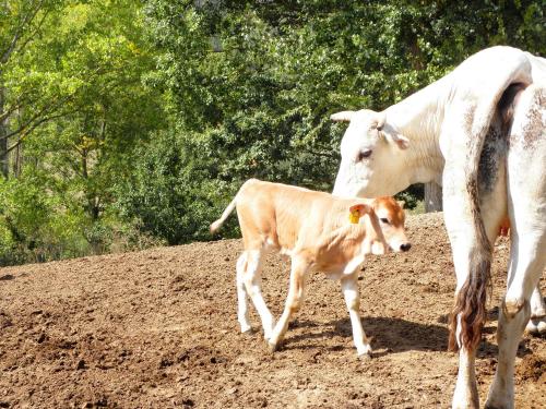 a cow and a calf standing on a dirt field at Aurora in Gubbio