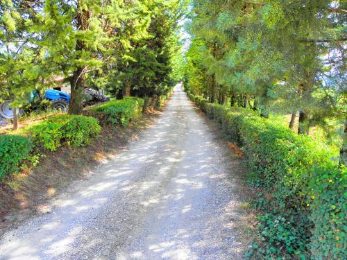 a dirt road with trees on both sides of it at Aurora in Gubbio