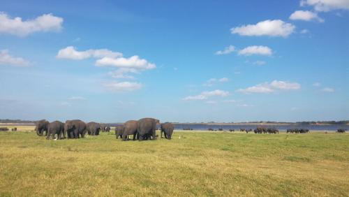 a herd of elephants standing in a field at Jaana Guest in Sigiriya