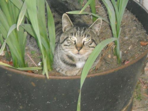 a cat is sitting in a potted plant at Ferme les Rousseaux in La Belliole