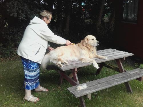 a woman petting a dog sitting on a picnic table at Pension Stenvang in Onsbjerg