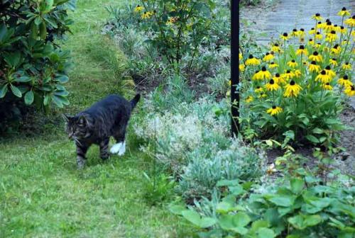 オストゼーバート・ゼリンにあるFerienwohnung Christineの庭の草の中を歩く黒猫