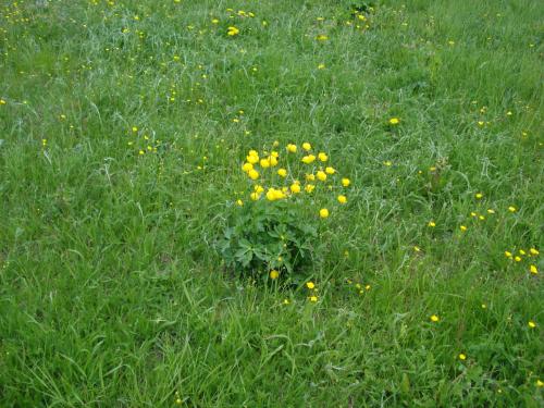 a bunch of yellow flowers in a field of grass at Hakamajat Cottages in Syöte