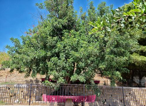 a large tree behind a fence in front at B&B Vento di Scirocco in Favara
