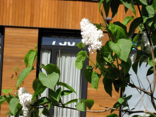 a tree with white flowers in front of a building at Studio-apartment in city-center in Amsterdam