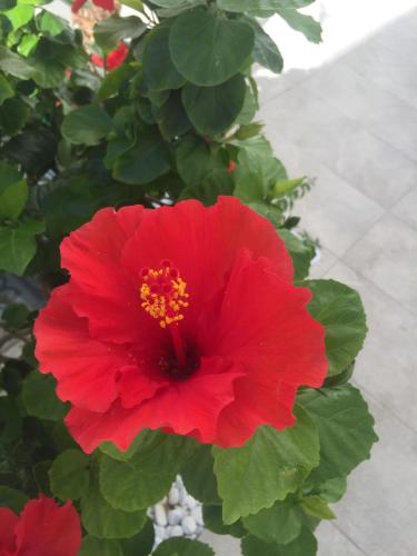 Jardín al aire libre en Caelum Case Vacanza