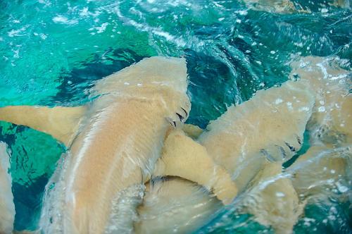 two bears swimming in a pool of water at Luau Beach Inn, Maldives in Fulidhoo