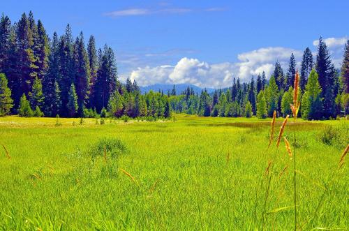 a field of green grass with trees in the background at Leavenworth Camping Resort Tiny House Adeline in Leavenworth
