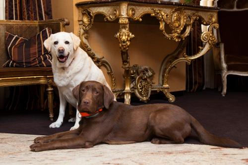 two dogs are standing next to a chair at Best Western Plus Monopole Métropole in Strasbourg