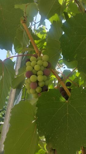 Φωτογραφία από το άλμπουμ του Zimmer In Yuvalim σε Yuvallim