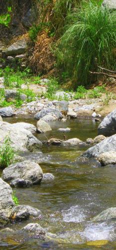a stream of water with rocks and grass at Monteverde in La Paz