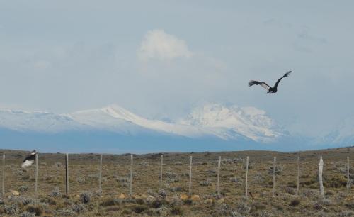 two birds flying over a field with mountains in the background at Complejo "Nahuel Pan " in El Chalten
