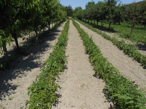 a row of green plants on a dirt road at Agriturismo Taglio del Re in Jesolo